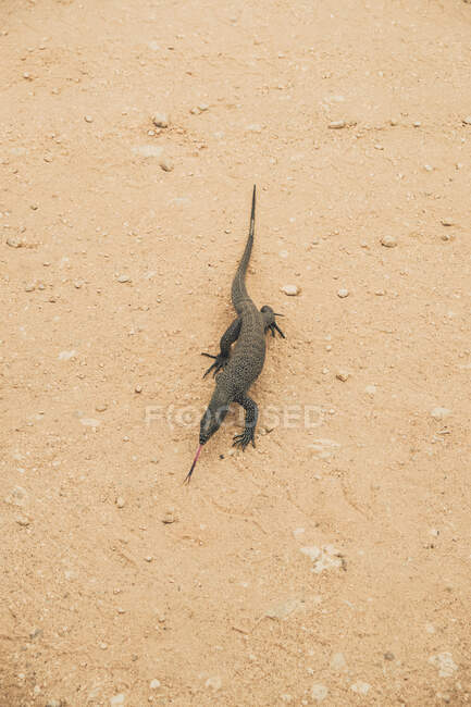 Сверху дикая ящерица гуляет по песчаной местности в парке дикой природы — стоковое фото