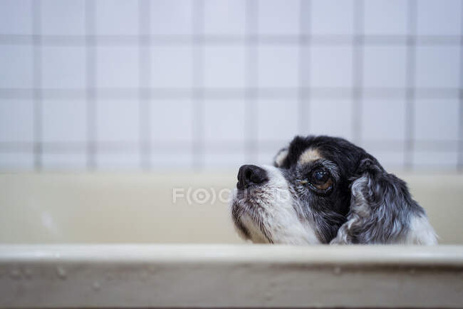 Carino bagnato Cocker Spaniel cucciolo guardando fuori dalla vasca da bagno — Foto stock