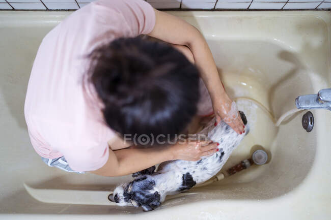From above top view of unrecognizable female owner sitting in bathtub and washing cute Cocker Spaniel puppy at home — Stock Photo