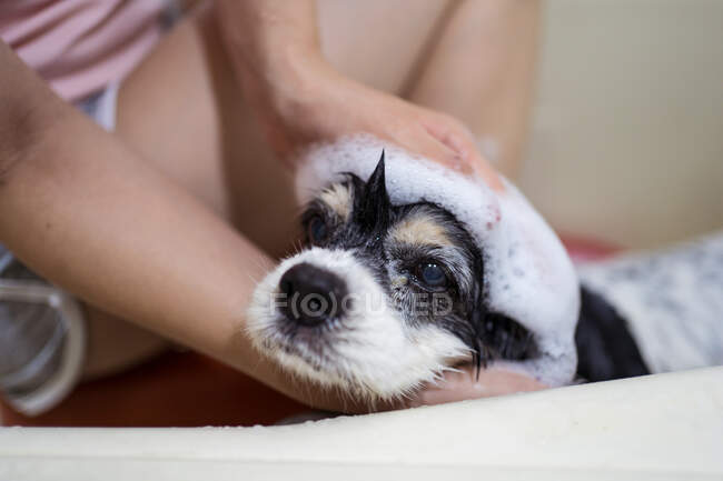 Cropped unrecognizable person owner sitting in bathtub and washing cute Cocker Spaniel puppy at home — Stock Photo