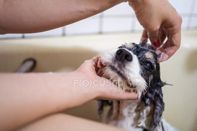 Cropped unrecognizable person owner sitting in bathtub and washing cute Cocker Spaniel puppy at home — Stock Photo