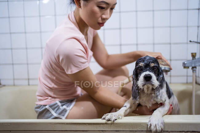 Crop side view ethnic Asian female owner sitting in bathtub and washing cute Cocker Spaniel puppy at home — Stock Photo