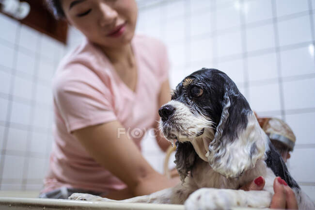 Crop vista laterale etnico asiatico proprietario femminile seduto nella vasca da bagno e lavaggio carino Cocker Spaniel cucciolo a casa — Foto stock