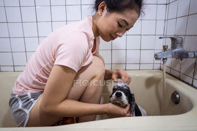 Side view ethnic Asian female owner sitting in bathtub and washing cute Cocker Spaniel puppy at home — Stock Photo