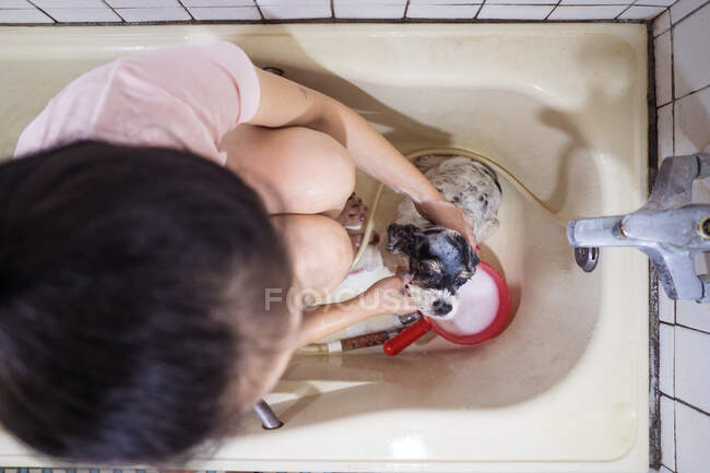 Desde arriba vista superior de propietaria irreconocible sentada en la bañera y lavando lindo cachorro Cocker Spaniel en casa - foto de stock