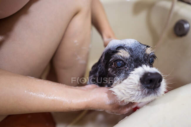Zugeschnittene unkenntliche Person Besitzer sitzt in Badewanne und wäscht niedlichen Cocker Spaniel Welpen zu Hause — Stockfoto