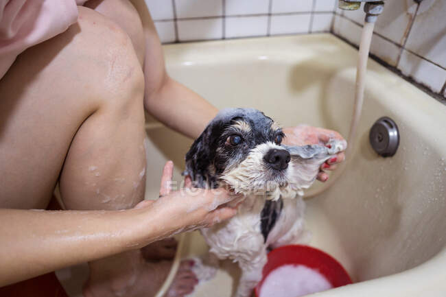 Ritagliato proprietario persona irriconoscibile seduto nella vasca da bagno e lavaggio carino Cocker Spaniel cucciolo a casa — Foto stock