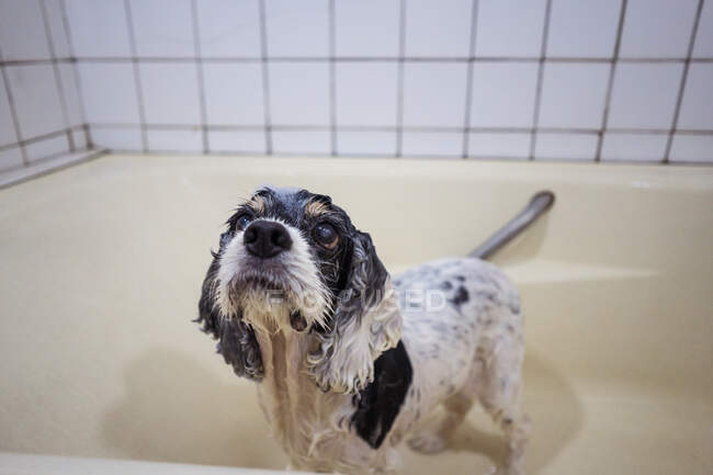 Niedlichen nassen Cocker Spaniel Welpen stehen in der Badewanne — Stockfoto