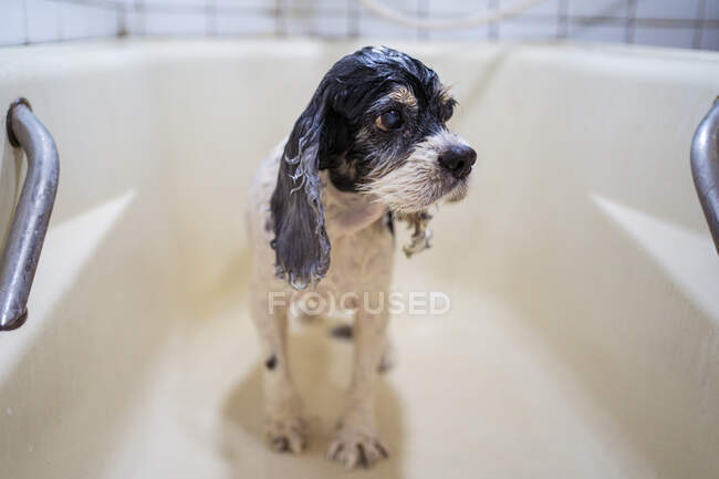 Cute húmedo Cocker Spaniel cachorro de pie en la bañera - foto de stock
