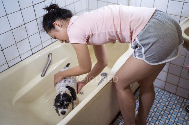 Side view ethnic Asian female washing cute Cocker Spaniel puppy in bathtub at home — Stock Photo