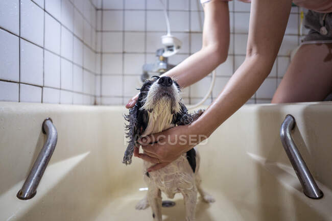 Cortado mulher irreconhecível mãos proprietário lavar bonito Cocker Spaniel filhote de cachorro em uma banheira em casa — Fotografia de Stock