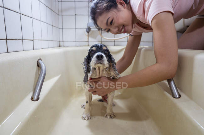 Vista lateral de feliz étnico asiático mujer lavado lindo Cocker Spaniel cachorro en bañera en casa - foto de stock