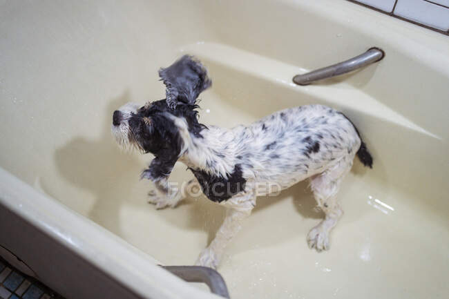 De cima bonito molhado Cocker Spaniel filhote de cachorro de pé na banheira e olhando para longe proprietário após procedimentos de banho em casa — Fotografia de Stock