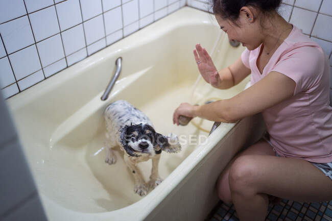 Young ethnic woman protecting face from splashing water while wet dog shaking in bathtub during home bath procedure — Stock Photo