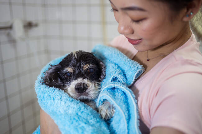 Cute wet Cocker Spaniel puppy dog wrapped in blue towel and held by smiling Asian female owner after bathing in home bathroom — Stock Photo
