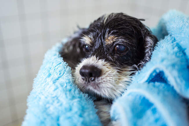 Cute wet Cocker Spaniel puppy dog wrapped in blue towel after bathing in home bathroom — Stock Photo