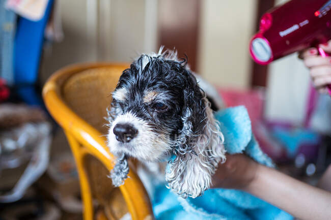 Cortado proprietário feminino irreconhecível secagem pele de cachorro Cocker Spaniel calmo obediente com secador de cabelo após o banho, enquanto sentado no quarto acolhedor em casa — Fotografia de Stock