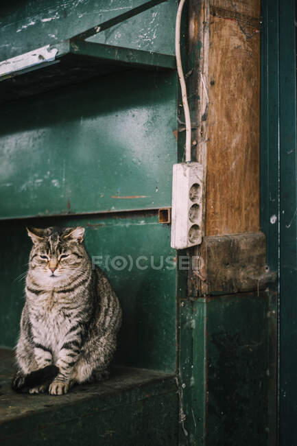 Gato bonito sentado por parede de metal verde — Fotografia de Stock