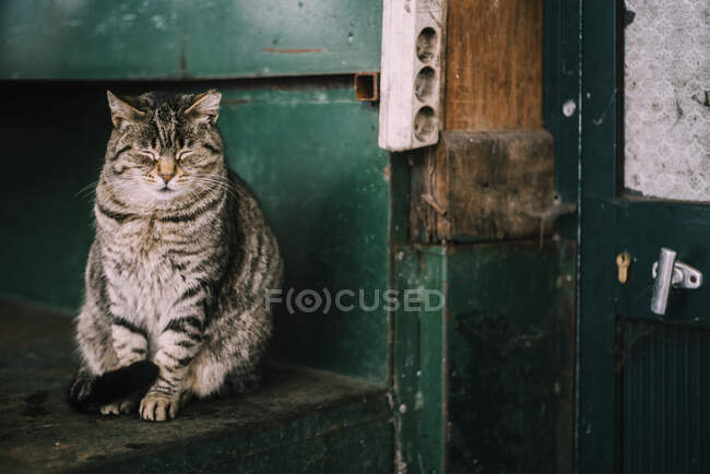 Lindo gato sentado por pared de metal verde - foto de stock