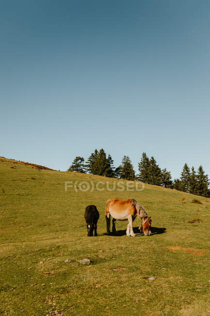 Коричневые и черные жеребцы пасутся на зеленых пастбищах рядом с деревьями на склоне холма и монтируются днем в природном парке — стоковое фото