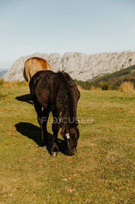 Stalloni marroni e neri che pascolano in pascolo verde vicino agli alberi sulle colline e montano nel pomeriggio nel parco naturale — Foto stock