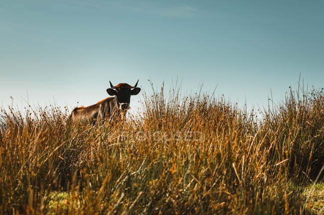 Gran vaca marrón pastando en el campo con hierba dorada alta cerca del monte cubierto de árboles por la tarde en el parque natural - foto de stock