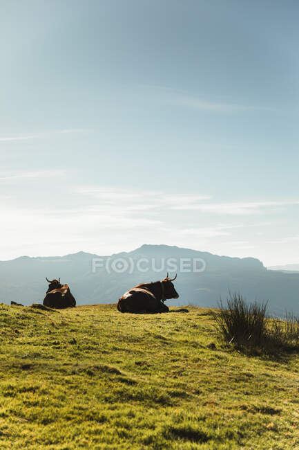 Bovinos marrones pastando en pastizales verdes cerca de árboles en la ladera y montando en el parque natural - foto de stock