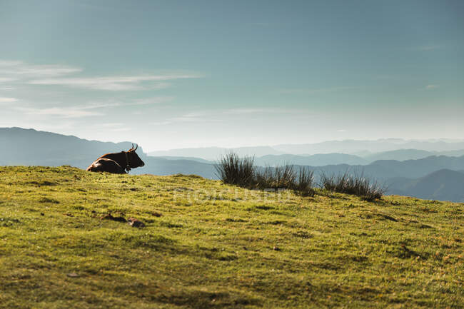 Brown bovines grazing in green pasture near trees on hillside and mount in natural park — Stock Photo
