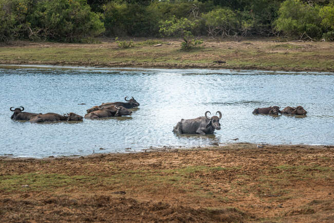 Manada de búfalos de agua descansando en aguas tranquilas refrescantes de río en hábitat natural, Sri Lanka - foto de stock
