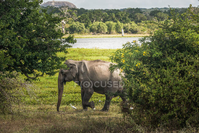 Gray elephant in natural habitat walking on meadow of green shore of river in Sri Lanka — Stock Photo