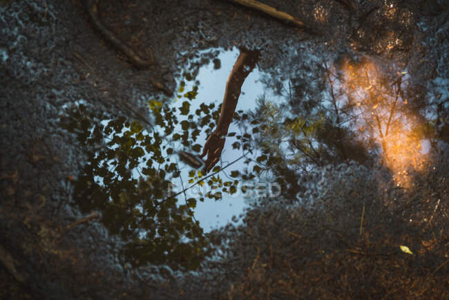 Зверху видніється невелика калюжа з водою, що відбиває руку анонімних людей і гілок дерев у спокійний день у лісі Національного парку Ла - Маурічі (Квебек, Канада). — стокове фото