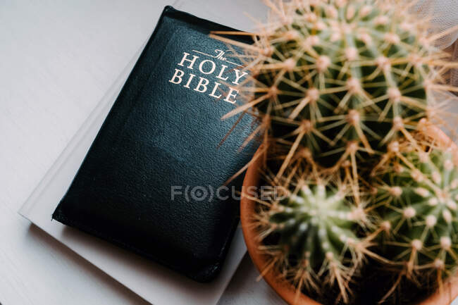 Зверху вічнозелені колючі горщики в композиції зі священною книгою Біблії на білому столі біля вікна в світлій сучасній квартирі — стокове фото