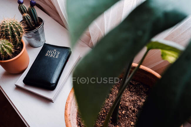 From above evergreen prickly potted flowers in composition with the holy bible book on white table near window in light modern apartment — Stock Photo