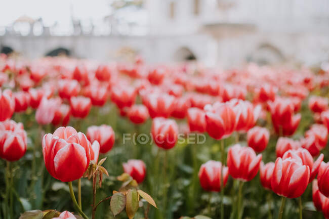Meraviglioso scenario di grande prato colorato di tulipani rossi che crescono sull'aiuola della città di Istanbul in una calda giornata estiva soleggiata — Foto stock