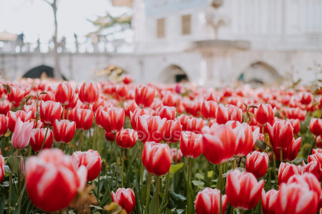 Maravilloso paisaje de colorido césped grande de tulipanes rojos que crecen en el lecho de flores de la ciudad en Estambul en el día soleado caliente del verano - foto de stock