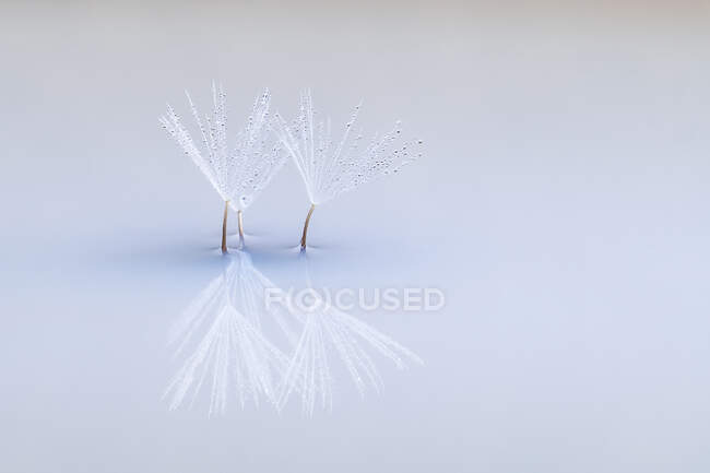 Closeup of lightweight pappus of dandelion in soft cold light with reflection on mirror surface background — Stock Photo