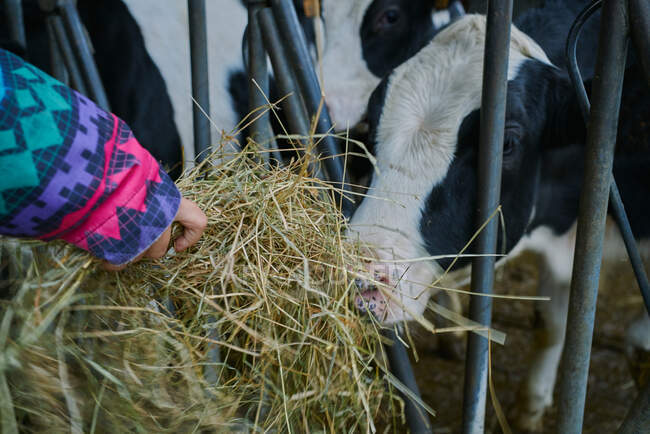 Маленький хлопчик годує корову сіном в сарай — стокове фото