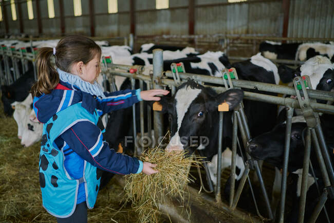 Позитивна дівчина годує корову під час відвідування ферми — стокове фото