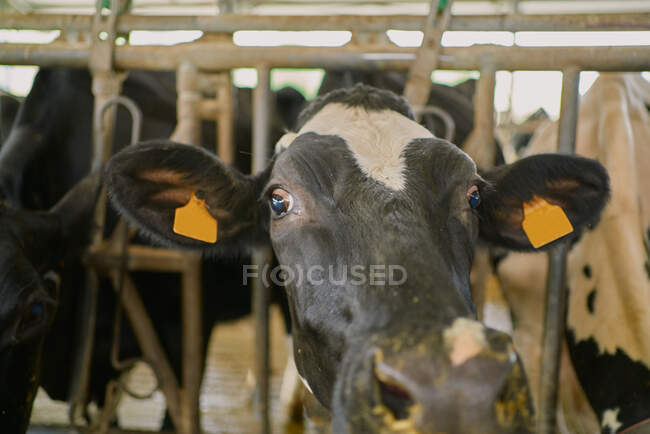 Herd of domestic cows standing in stall — Stock Photo