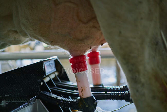 Milking machine working in modern barn in farm — Stock Photo