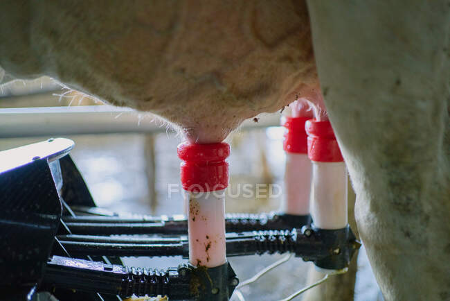 Closeup of milking machine working on cows udder in stall of modern cow barn on farm in countryside - foto de stock