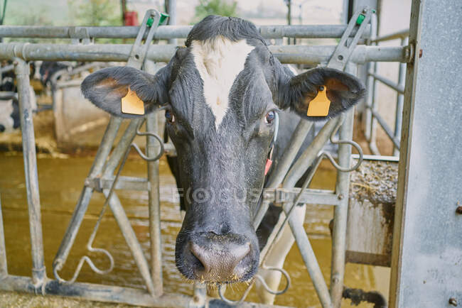 Herd of domestic cow standing in stall — Stock Photo