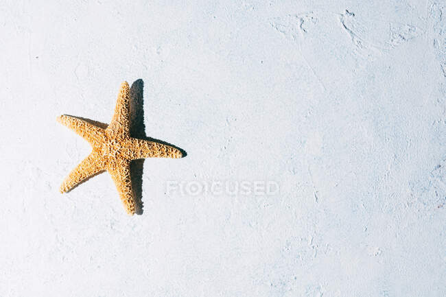 Vista superior de la estrella de mar seca colocada en la superficie de yeso en el día de verano - foto de stock