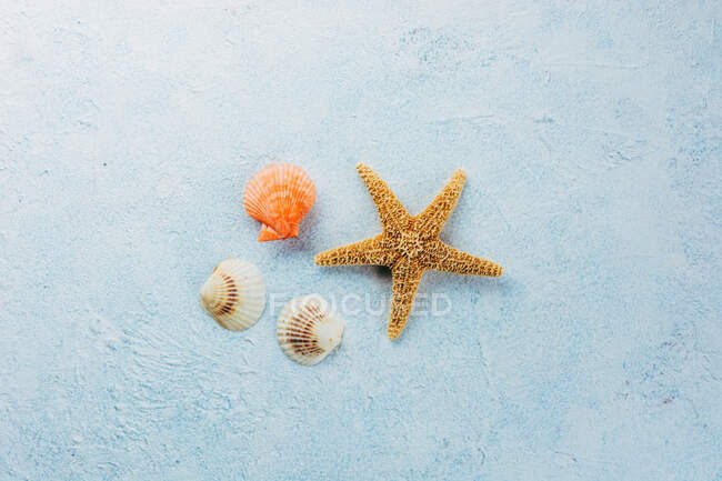 Vista dall'alto delle stelle marine essiccate e delle piccole conchiglie poste sulla superficie dell'intonaco nella giornata estiva — Foto stock