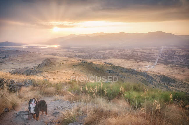 Chien de montagne bernois à fourrure debout sur le sentier en terrain vallonné lors d'un beau coucher de soleil dans une soirée nuageuse en Espagne — Photo de stock