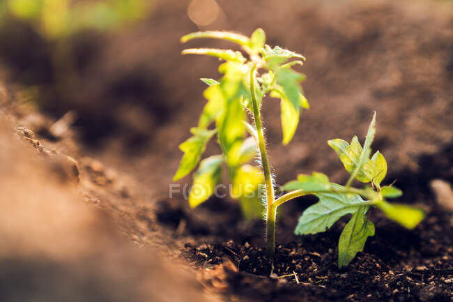 Brotos verdes de tomates em crescimento no jardim — Fotografia de Stock