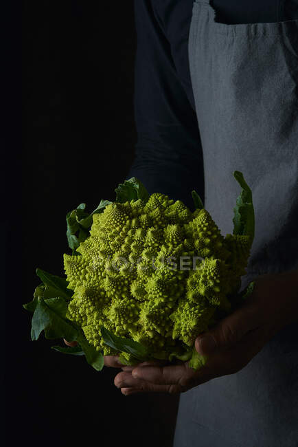 Crop cook hands on apron holding bright juicy fractal Romanesco cauliflower with green leaves on dark background — Stock Photo