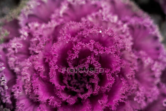 Closeup of bright flowering kale cabbage with leaves of purple color growing in garden — Stock Photo