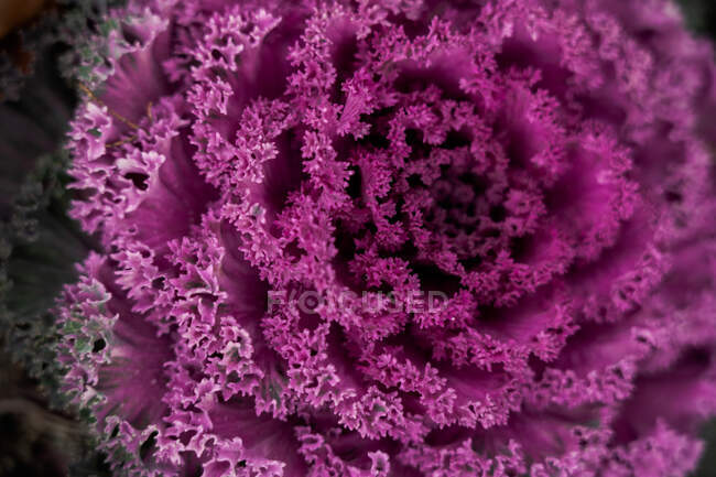 Крупный план яркой цветущей капусты с листьями фиолетового цвета, растущими в саду — стоковое фото