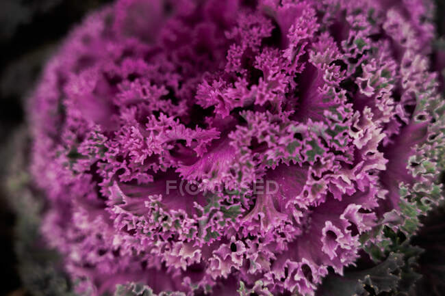 Nahaufnahme von hell blühendem Grünkohl mit Blättern lila Farbe, die im Garten wachsen — Stockfoto